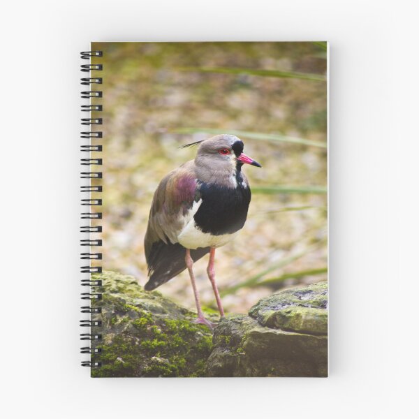 Item preview, Southern Lapwing designed and sold by Viv Thompson Photography .