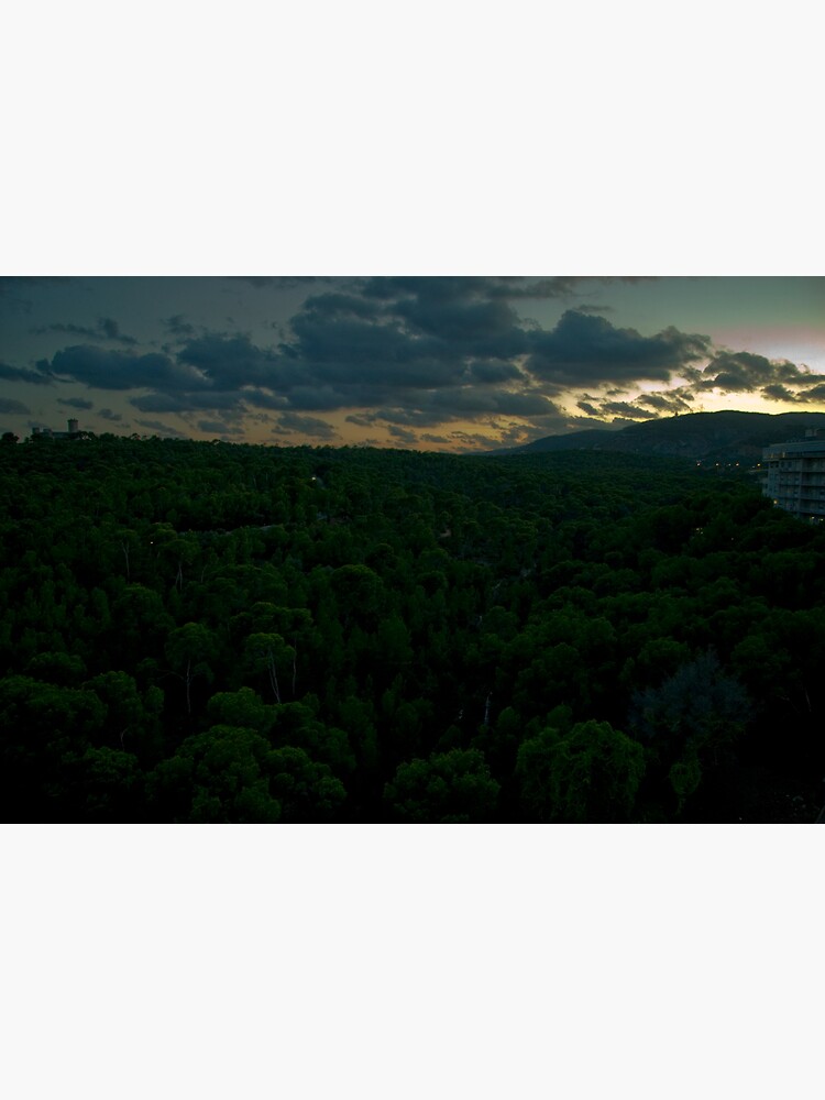 The Forest of Bellver by rogues70