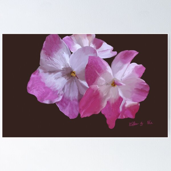Digital painting of a African Violet on a black background Poster