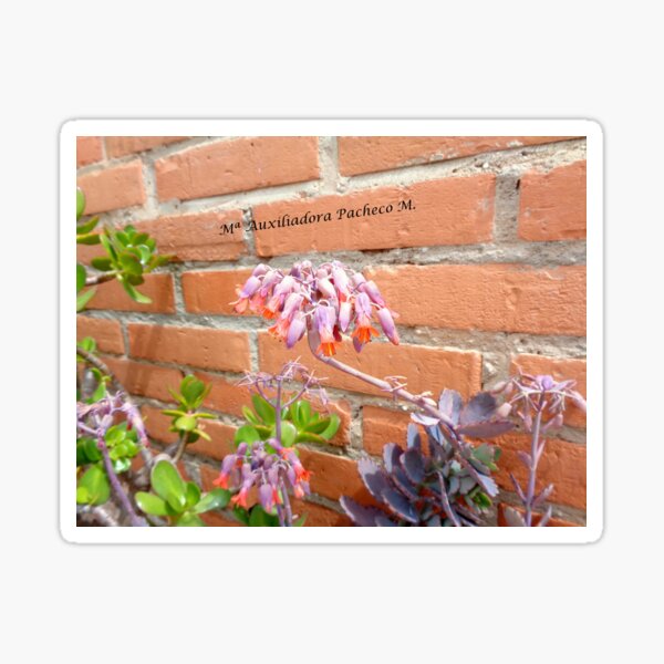 Flores de kalanchoe fedtschenkoi 2 - kalanchoe fedtschenkoi flowers 2 Pegatina