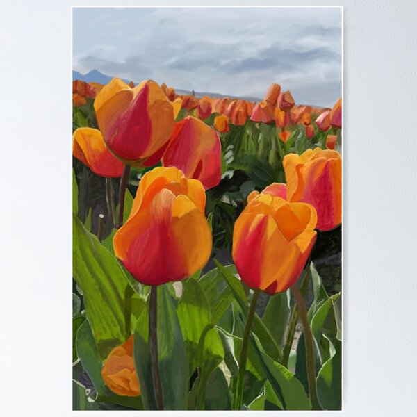 Tulips from Washington Poster