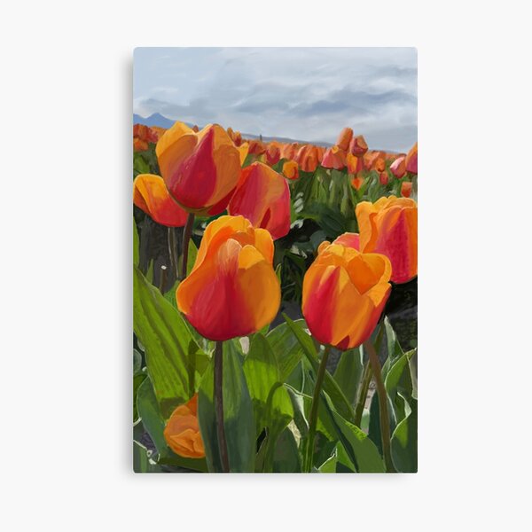 Tulips from Washington Canvas Print