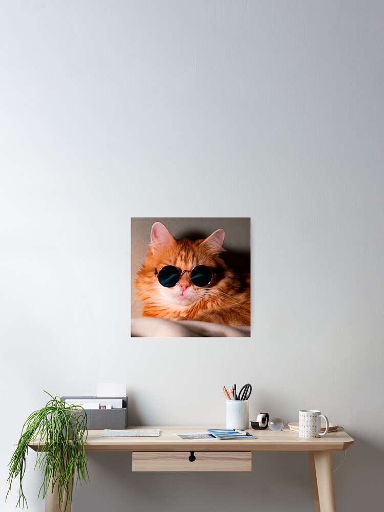 Penny the Ginger Cat 🐱 | ⚫️⚫️ | Instagram