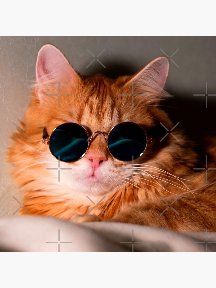 ginger cat with glasses