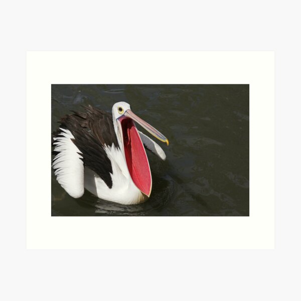 Item preview, Australian Pelican designed and sold by rogersmith.