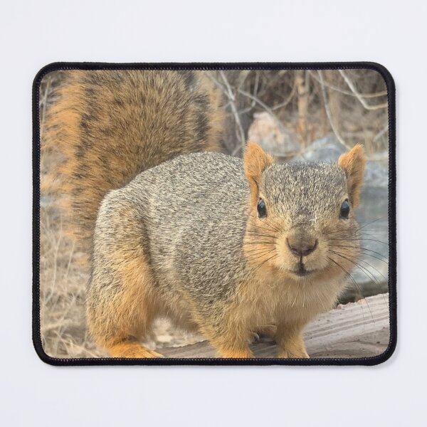 Item preview, Squirrel designed and sold by marisaj4488.