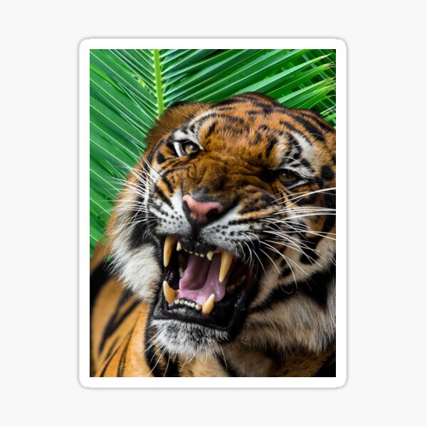 Tiger angry reaction expresion facial emoji vector. Jungle cat animal evil mad  face bares teeth. Crazy smile with negative emotion. Frustrated anger e  Stock Vector Image & Art - Alamy