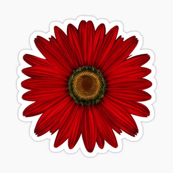 Regalos y productos: Margarita Gerbera Roja | Redbubble