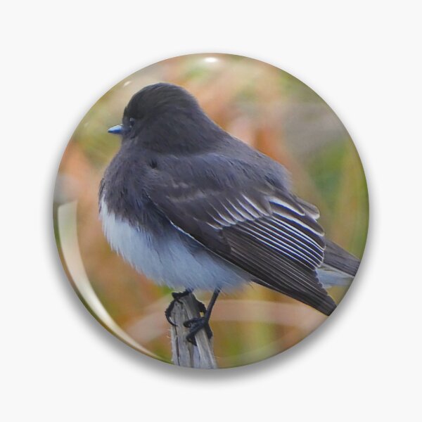 Item preview, Black Phoebe designed and sold by WhitetailGfx.