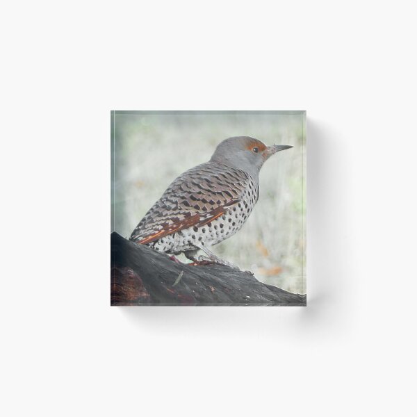 Item preview, Red-Shafted Northern Flicker designed and sold by WhitetailGfx.