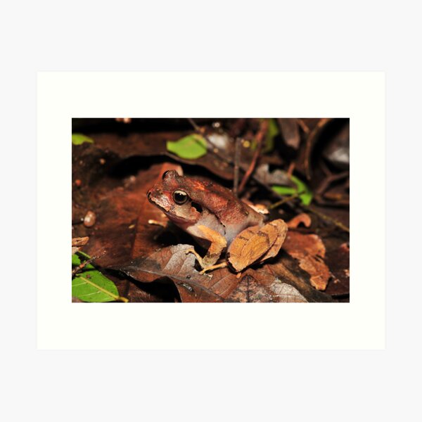 Lechriodus fletcheri - Black soled frog Art Print
