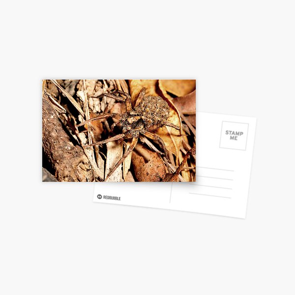 Hatchlings Postcard