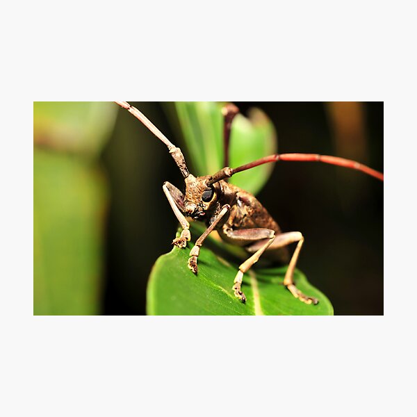 Longicorn beetle Photographic Print
