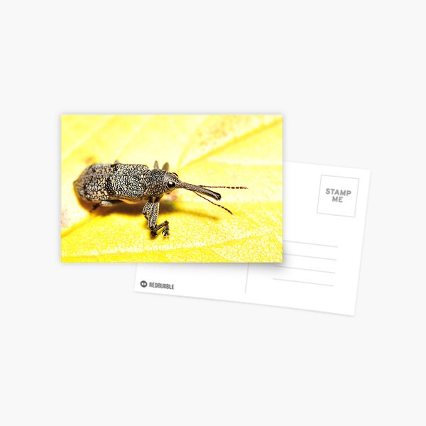 Weevil on lantana Postcard