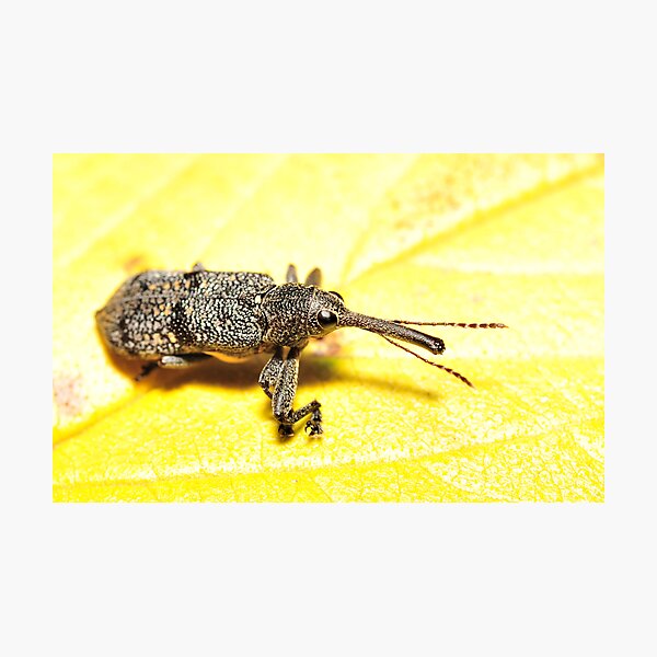 Weevil on lantana Photographic Print