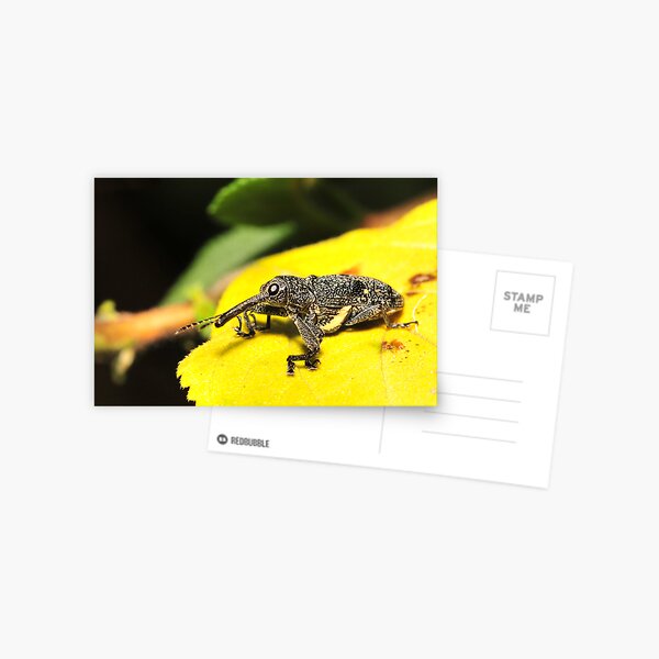 Weevil on lantana Postcard