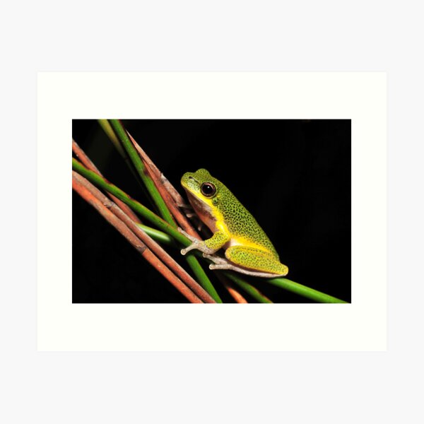 Litoria cooloolensis Art Print