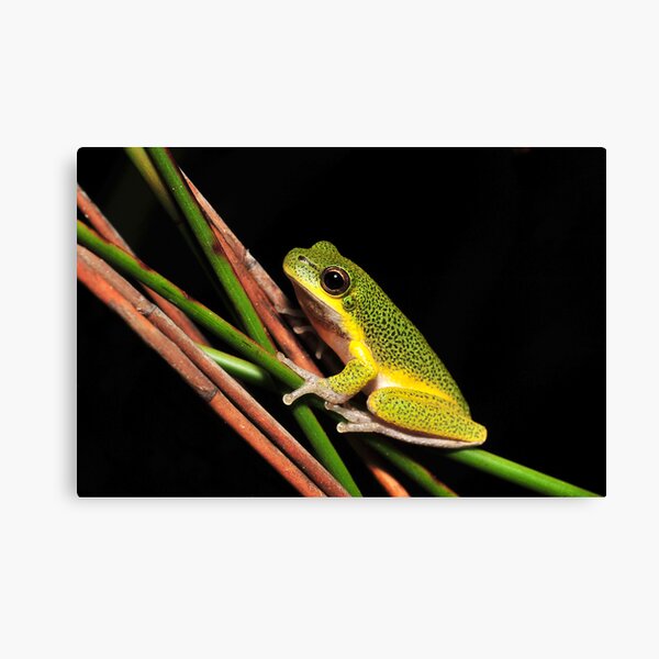 Litoria cooloolensis Canvas Print