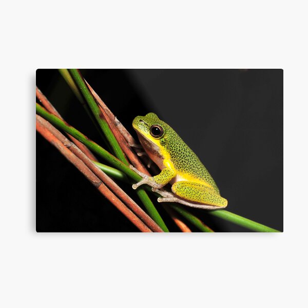 Litoria cooloolensis Metal Print