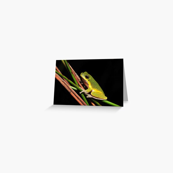 Litoria cooloolensis  Greeting Card