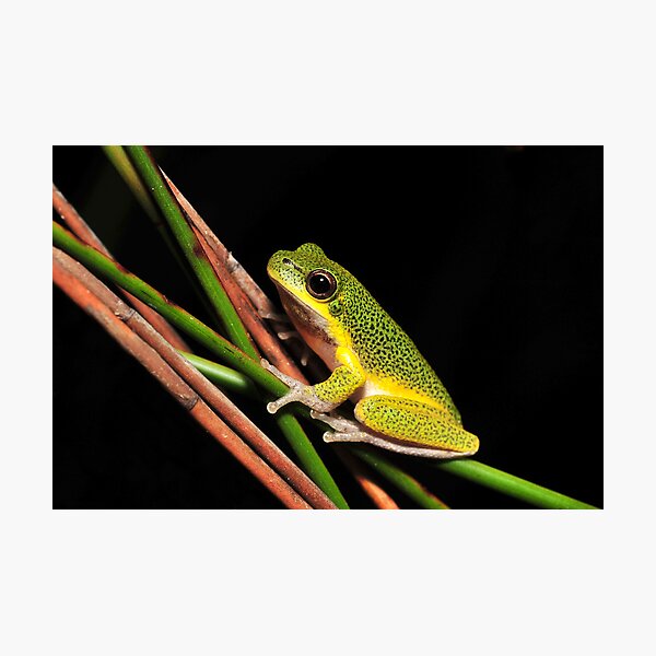 Litoria cooloolensis Photographic Print