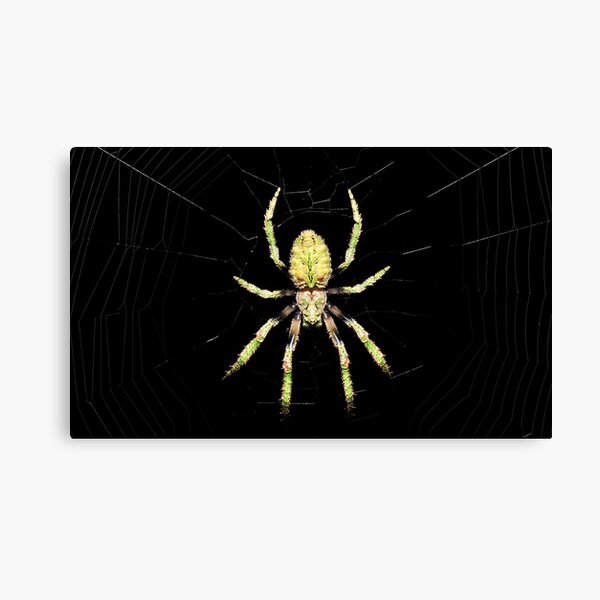 Orb weaver Canvas Print