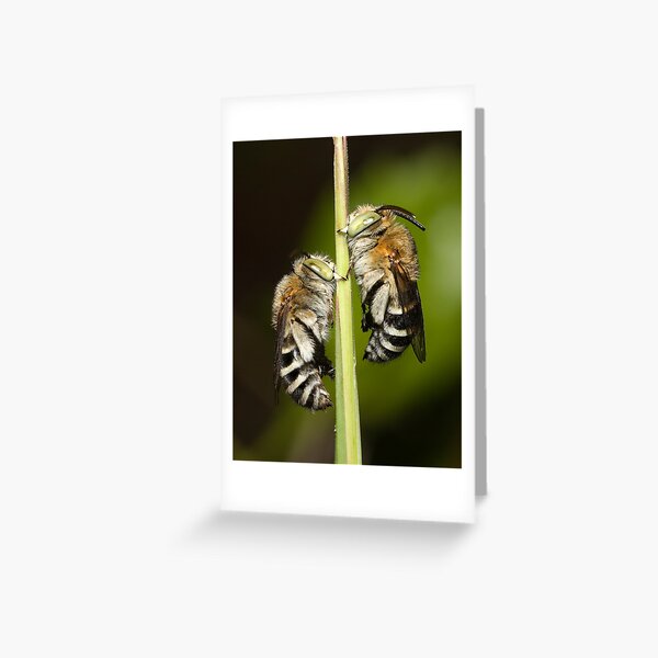 Gemini Greeting Card