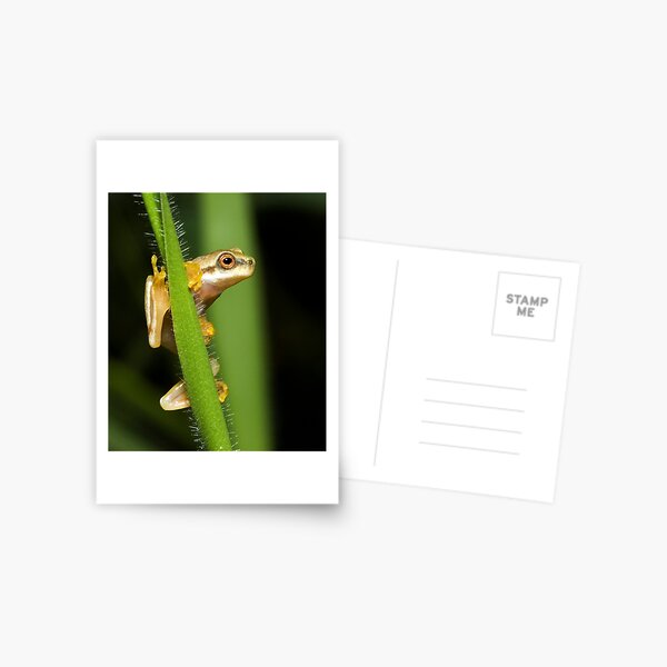 Litoria gracilenta Postcard