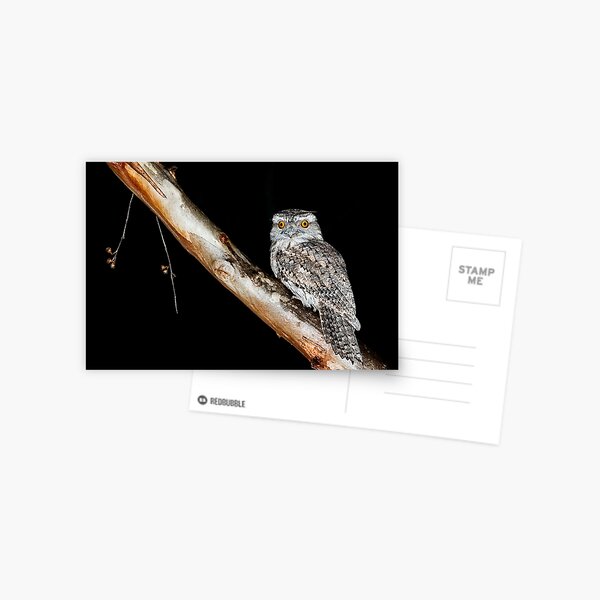 Tawny Postcard