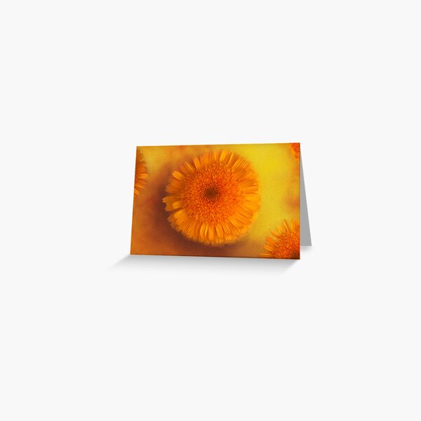 Summer Daysies Greeting Card