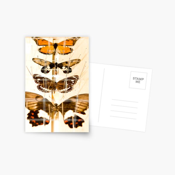 Entomology Postcard