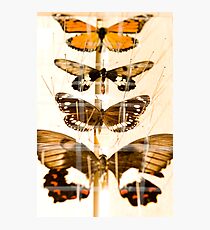 Entomology Photographic Print