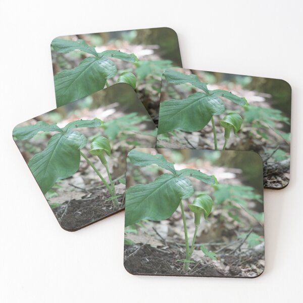 Item preview, PA Wild Flower, Jack-in-the-pulpit in the PA Grand Canyon designed and sold by Fhfarms.