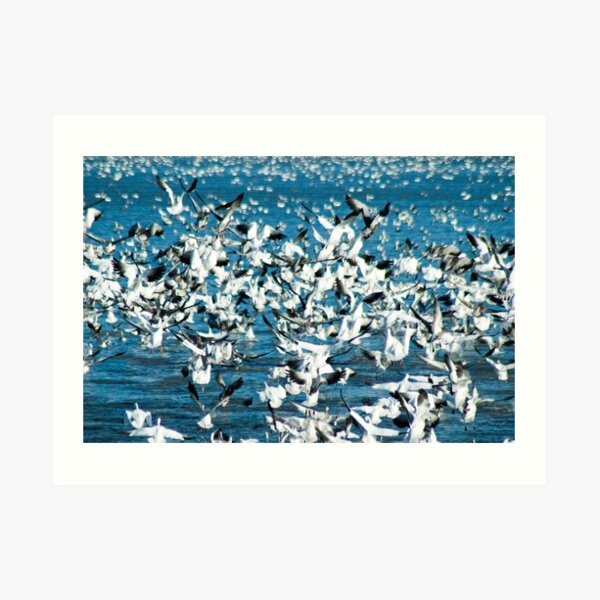 Plethora of Snow Geese Art Print