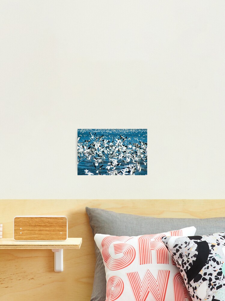 Thumbnail 1 of 3, Photographic Print, Plethora of Snow Geese designed and sold by Jerry Walter.