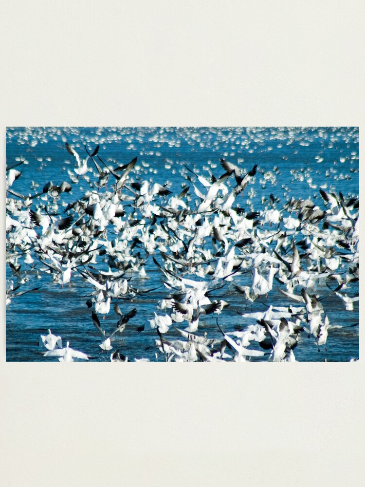 Thumbnail 2 of 3, Photographic Print, Plethora of Snow Geese designed and sold by Jerry Walter.