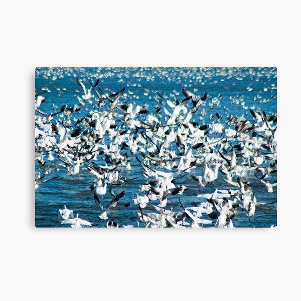 Plethora of Snow Geese Canvas Print