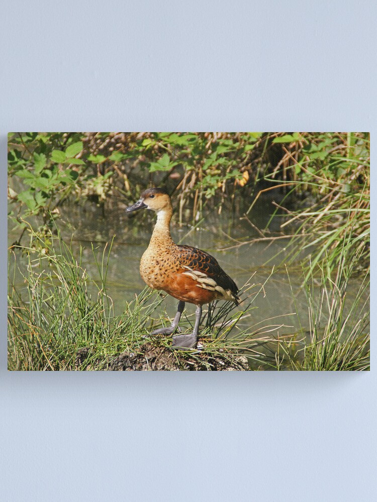 Alternate view of Wandering Whistling-Duck Canvas Print