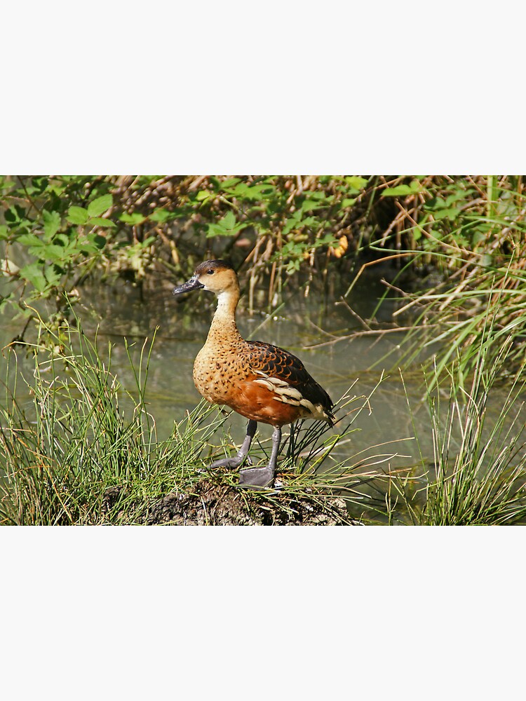 Wandering Whistling-Duck by rogersmith