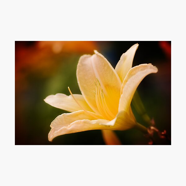 Yellow Lily Photographic Print