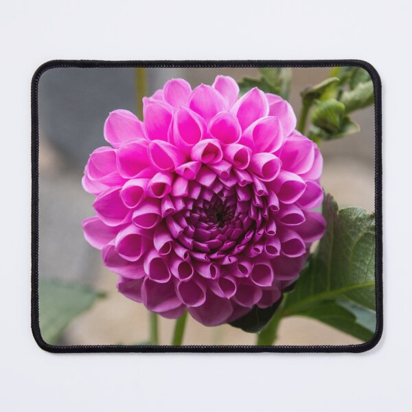 Item preview, Viva Magenta - Splendiferous Fibonacci Pattern on a Dahlia Bloom designed and sold by Georgia Mizuleva.