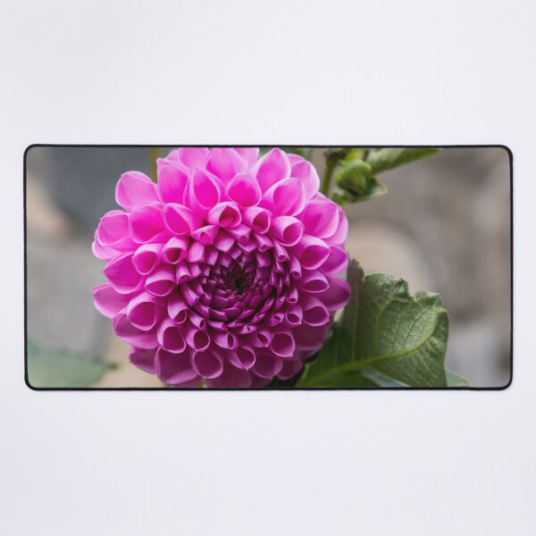 Item preview, Viva Magenta - Splendiferous Fibonacci Pattern on a Dahlia Bloom designed and sold by Georgia Mizuleva.