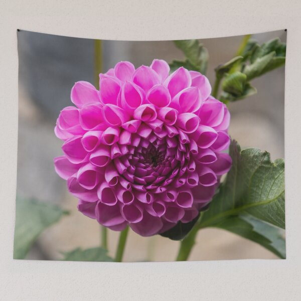 Item preview, Viva Magenta - Splendiferous Fibonacci Pattern on a Dahlia Bloom designed and sold by Georgia Mizuleva.