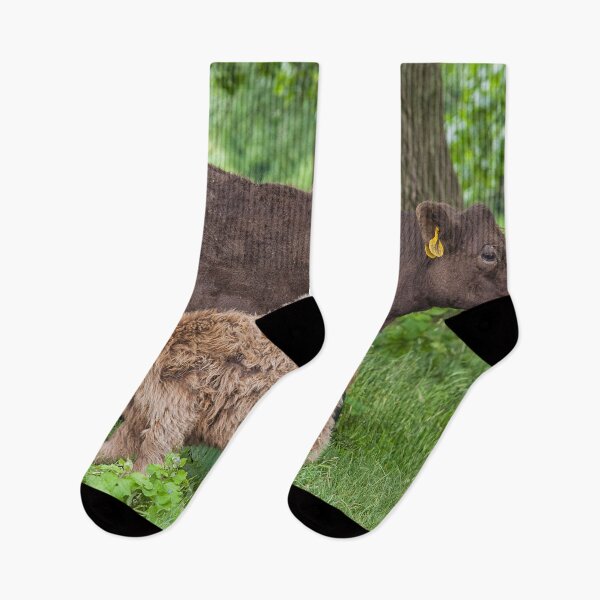 Item preview, Galloway calf drinking on grass designed and sold by Photopat.