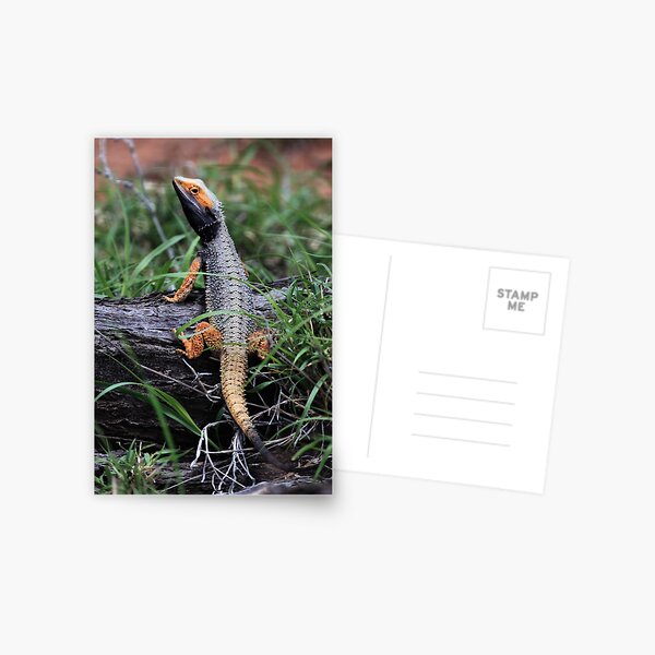 Item preview, Inland Bearded Dragon (Pogona vitticeps) designed and sold by Barbara Harris.