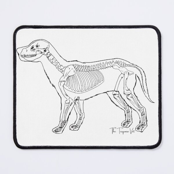Item preview, Canine Anatomy designed and sold by TheTurquoiseVet.