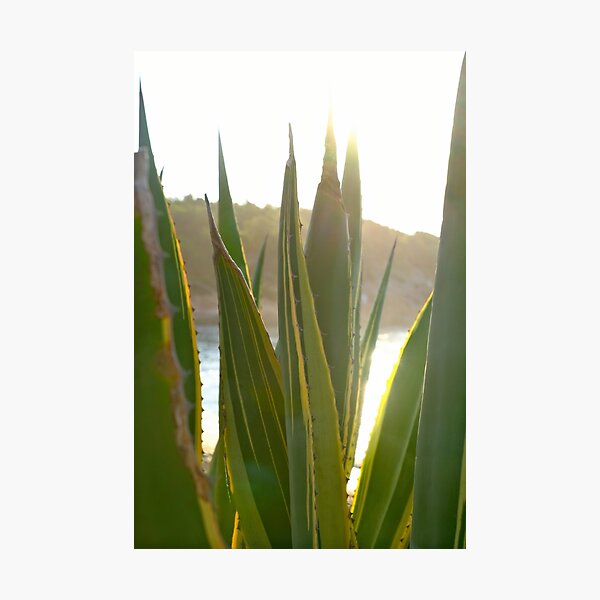 Agave cactus at sunset / Ibiza Nature & Travel Photography Photographic Print