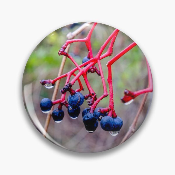 Item preview, Dogwood Berries 2 designed and sold by Robert Alsop.