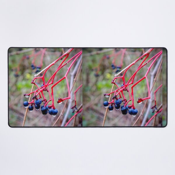 Item preview, Dogwood Berries 2 designed and sold by Robert Alsop.
