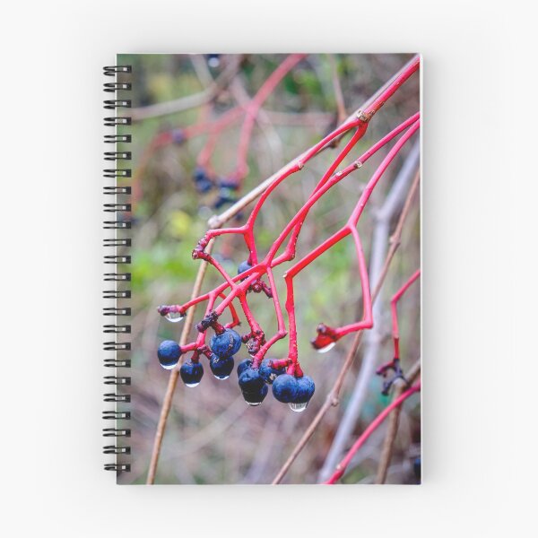Item preview, Dogwood Berries 2 designed and sold by Robert Alsop.